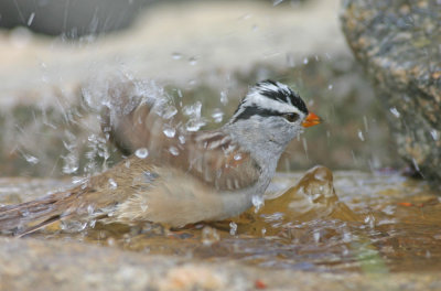 white-crowned-sparrow-VIII.jpg