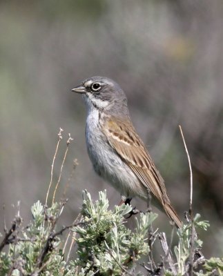 Sage-sparrow-3.jpg