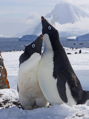 adelie-penguin.jpg
