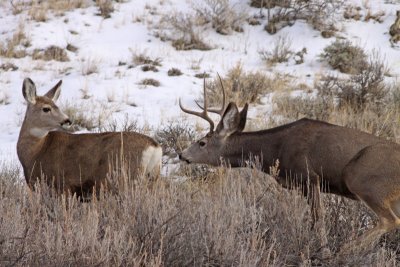 mule-deer-rut-IV.jpg