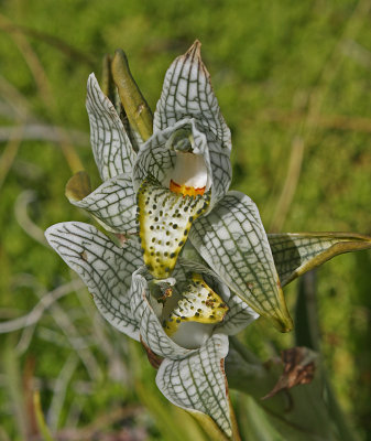 yes_Magellanic Orchid.jpg