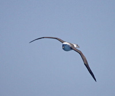 black-browed-albatross.jpg
