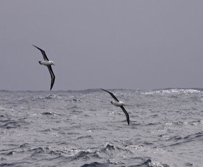 black-browed-albatross-II.jpg