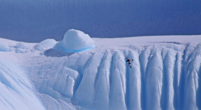 Cape-petrel-iceberg.jpg
