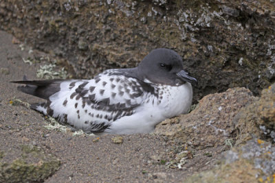 cape-petrel-II.jpg