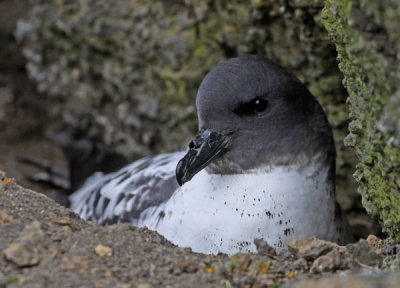 cape-petrel-IV.jpg