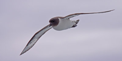 cape-petrel-V.jpg