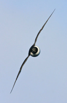 Cape-Petrel-headon.jpg