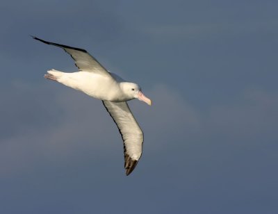 Wandering-Albatross.jpg