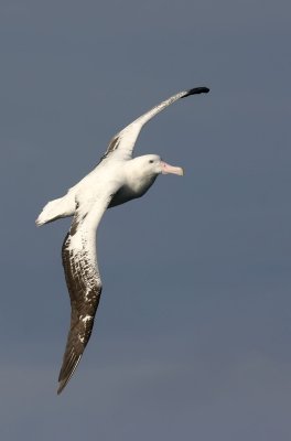 Wandering-Albatross-II.jpg