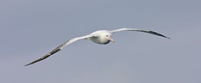wandering-albatross-IV.jpg