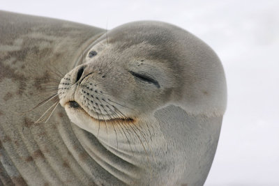 Weddell-seal-III.jpg