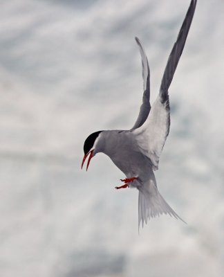 Antarctic-tern.jpg