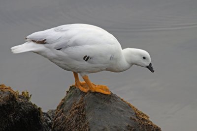 Kelp Goose - Male