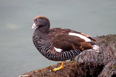 Kelp Goose - Female