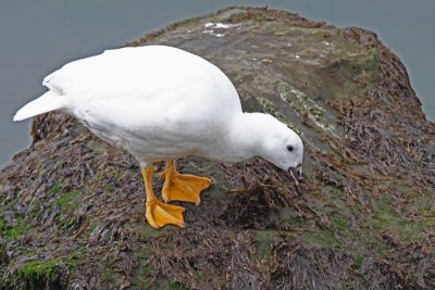 Kelp Goose - Male II