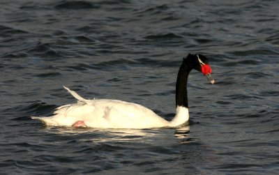 Black-necked Swan II