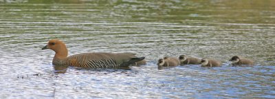 Upland Goose - Female