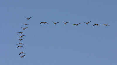 Canada-geese-II.jpg