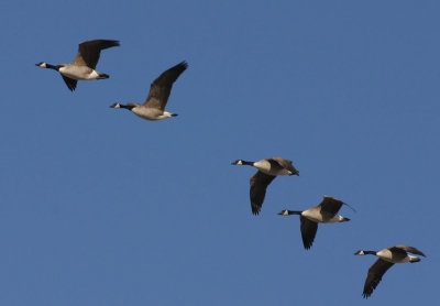 canada-geese-III.jpg