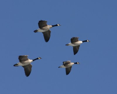 Canada-Goose-subspecies-gro.jpg