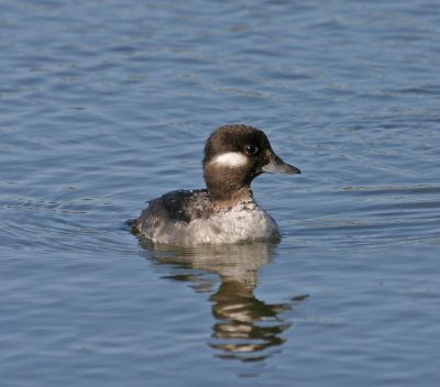 Bufflehead-female.jpg