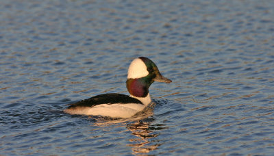 Bufflehead-male.jpg