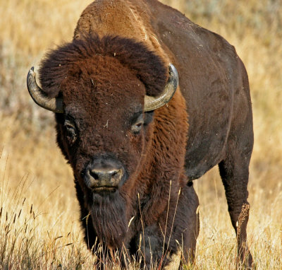 bison-bull.jpg
