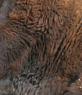 bison-hide.jpg