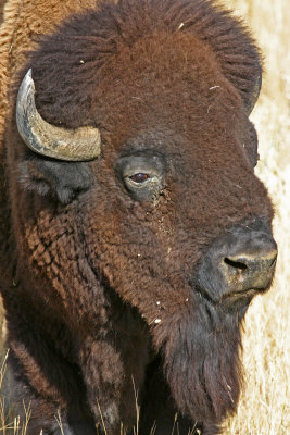 bison-portrait.jpg