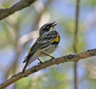 Yellow-rumped-warbler-myrtl.jpg