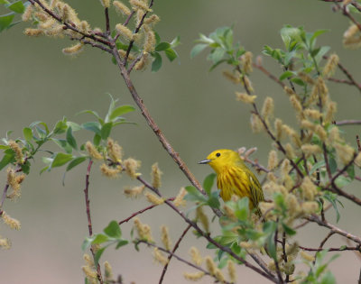 Yellow-warbler-III.jpg