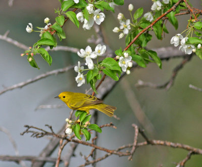 Yellow-Warbler-IV.jpg