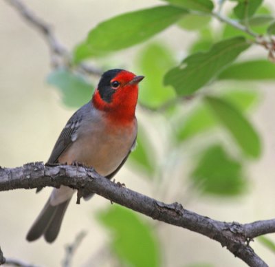 red-faced-warbler-1.jpg