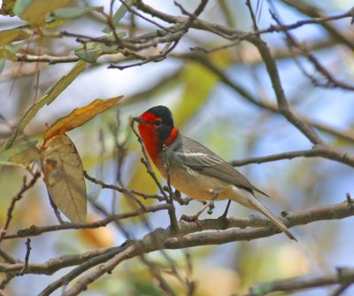 Red-faced-warbler-3.jpg