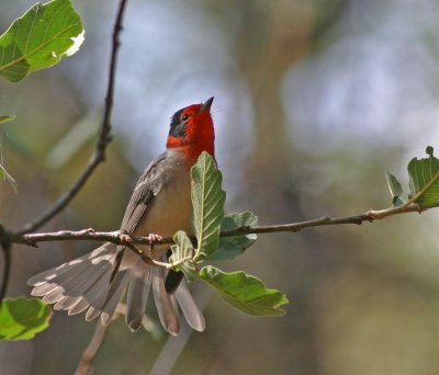 red-faced-warbler-4.jpg