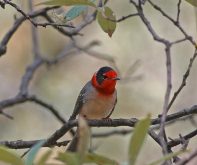 red-faced-warbler-5.jpg