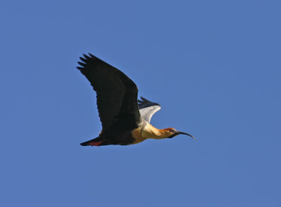 Buff-necked-Ibis-flying.jpg