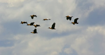 buff-necked-ibis-flock.jpg