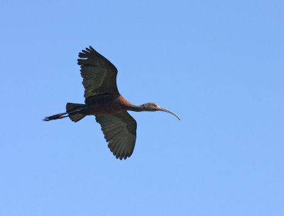 white-faced-ibis-III.jpg