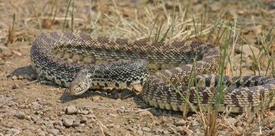 bull-snake.jpg