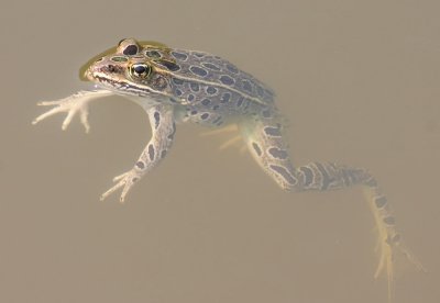 leopard-frog.jpg