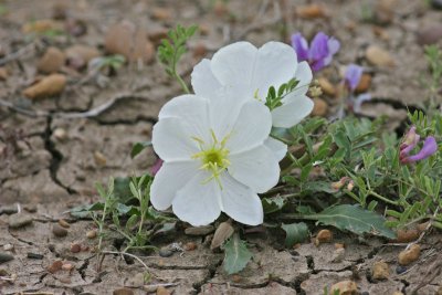 Evening-Primrose.jpg