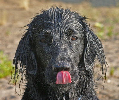 addie-tounge.jpg