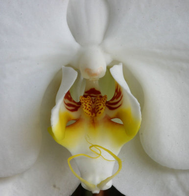 Cataleya-Orchid.jpg
