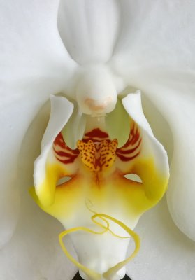 catalyea-orchid-III.jpg