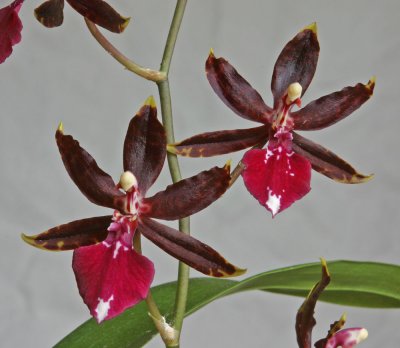 Oncidium-Midnight-Miracles-.jpg