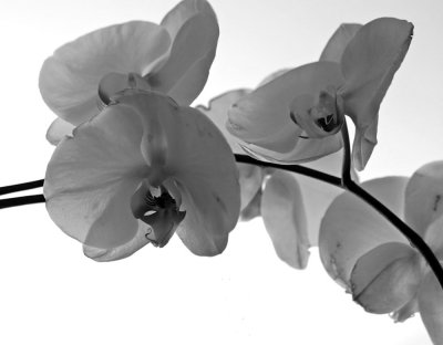 orchid-bw.jpg