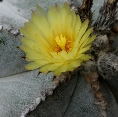 bishops-cap-cactus.jpg