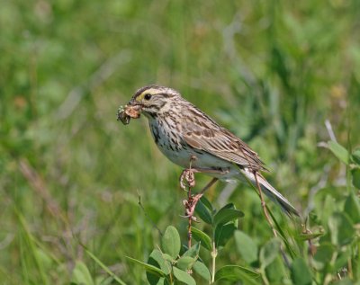 Savanah Sparrow I